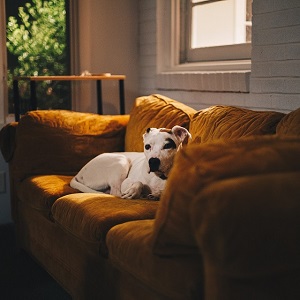 Dog on couch