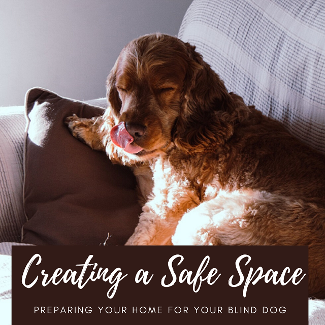 Safe Space for Blind Dogs