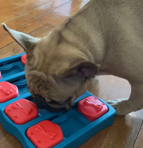 puzzle toy for dog