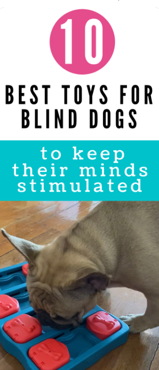 Toys for Blind Dogs
